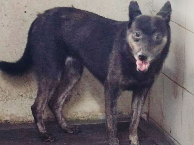 Perra mestiza hembra adulta (negro y canela), Mediano, refugio n.º …1809. Todo el animal.