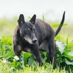 Black adult male mixed-breed dog, Medium, shelter no. …6002