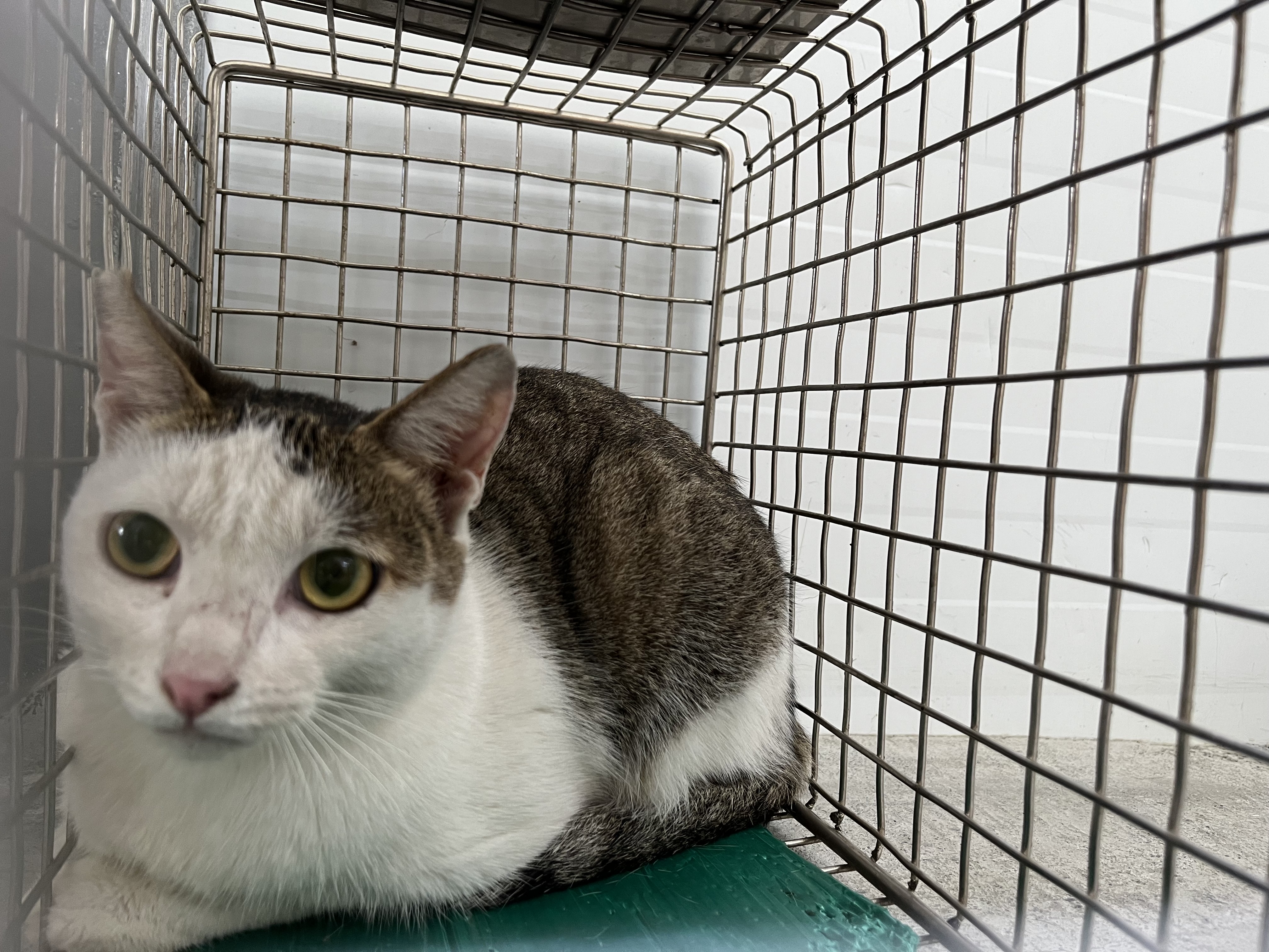Tabby-and-white adult female mixed-breed cat, Medium, shelter no. …1911