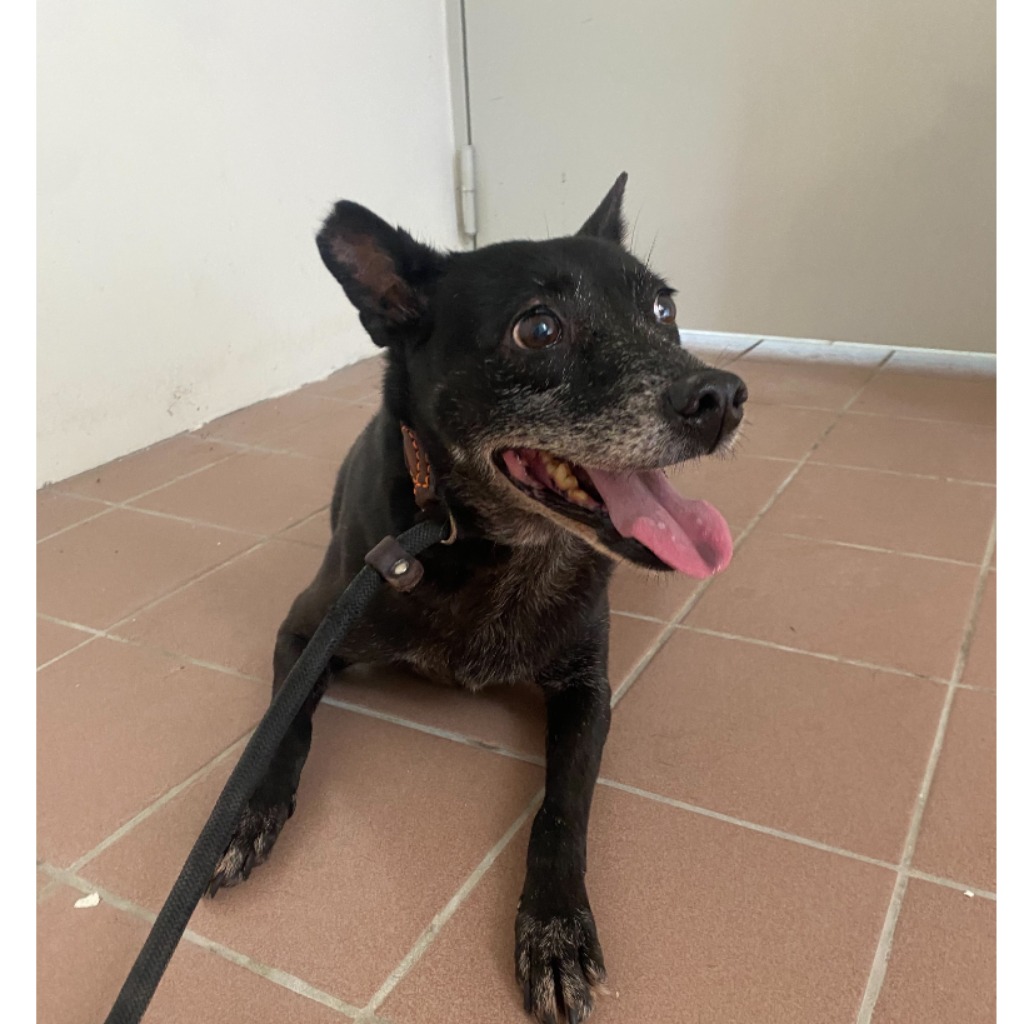 Perra mestiza hembra adulta (negro), Mediano, refugio n.º …0107. Todo el animal.