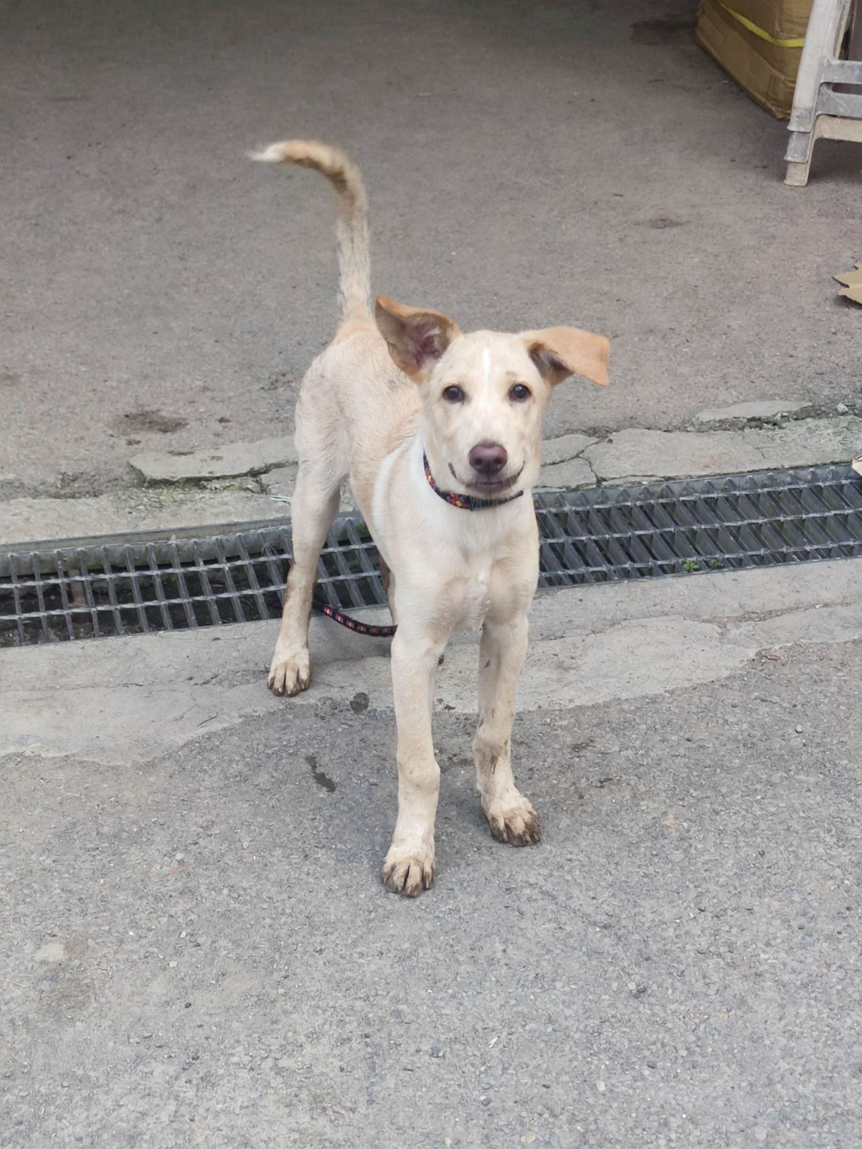 Perro mestizo macho joven (blanco), Mediano, refugio n.º …9001. Todo el animal.