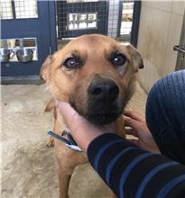 Tan adult female mixed-breed dog, Medium, shelter no. …5D01