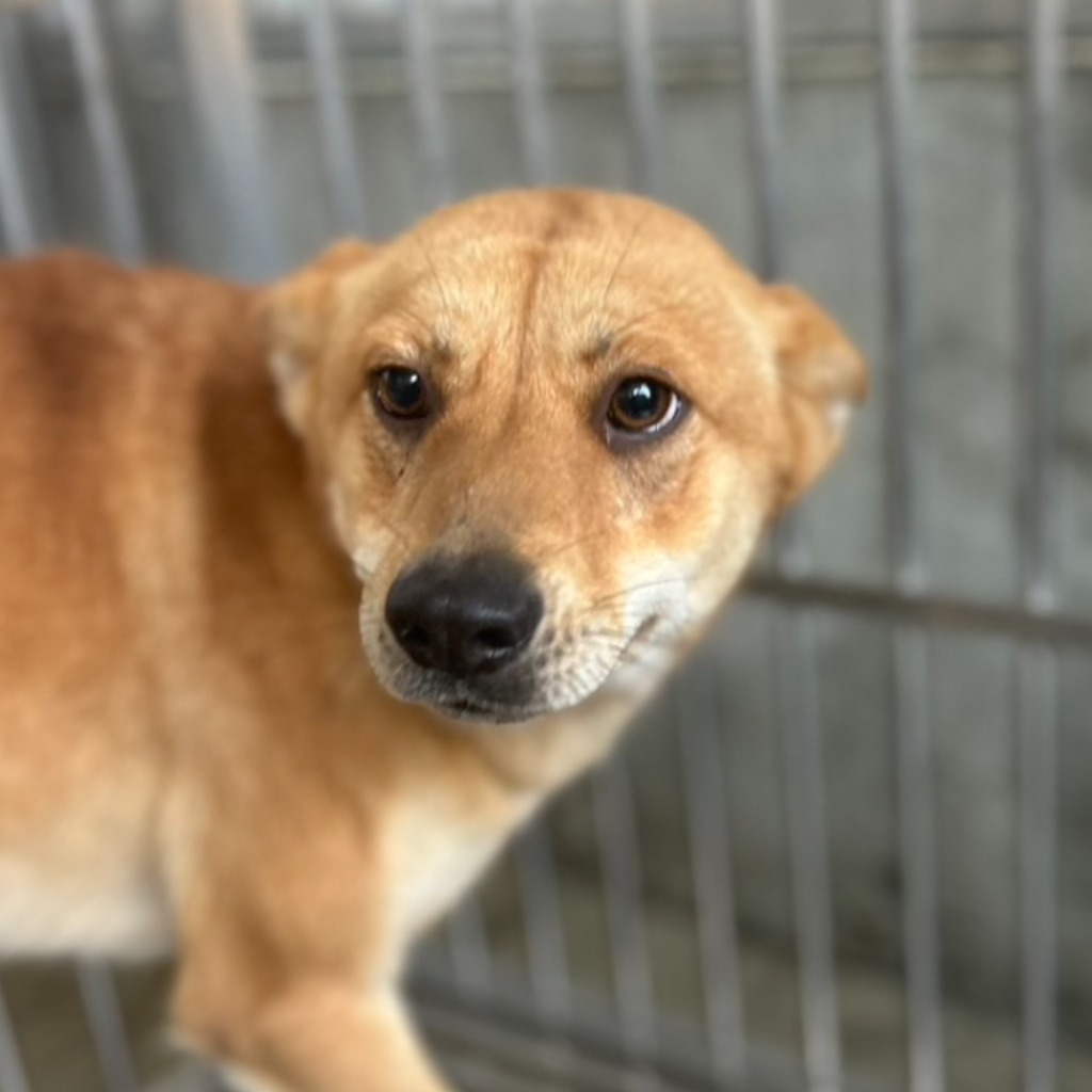 Chienne croisée femelle adulte (fauve), Moyen, refuge n° …3023