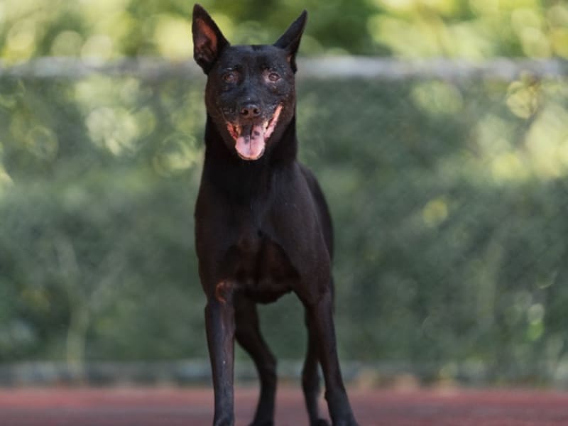 Black adult female mixed-breed dog, Medium, shelter no. …0525