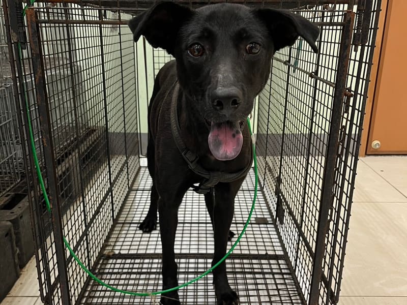 ミックス犬(メス・成犬・黒)、中型, 施設番号 …3D01. 全身です。