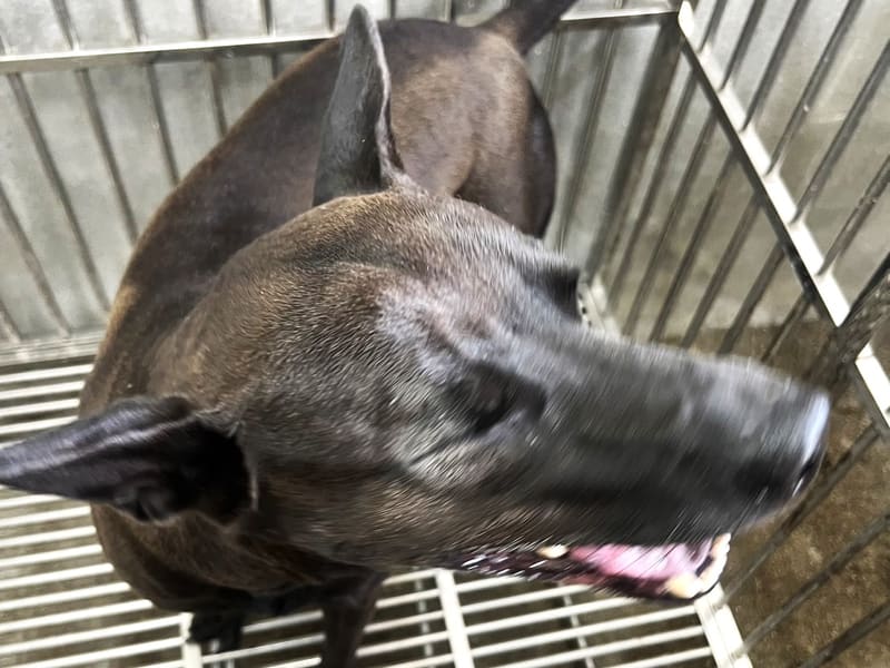 黑色成年公混种犬，大型, 收容编号 …8001. 脸部特写。