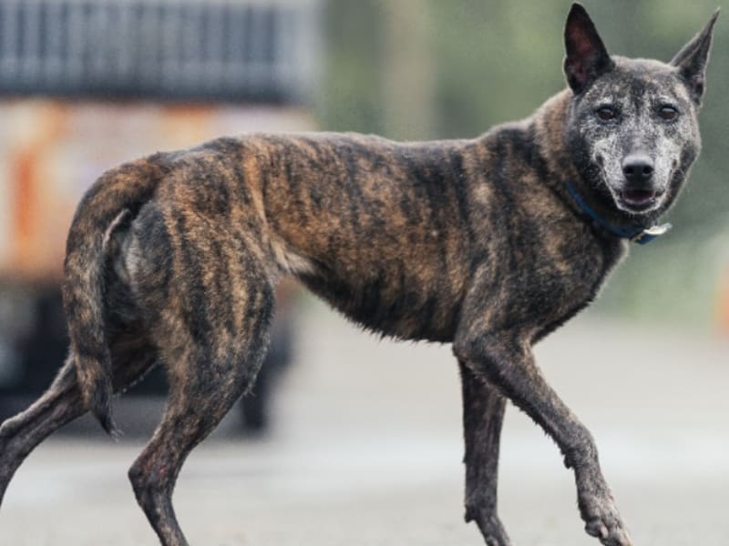 Tabby adult female mixed-breed dog, Medium, shelter no. …7001. The whole animal.