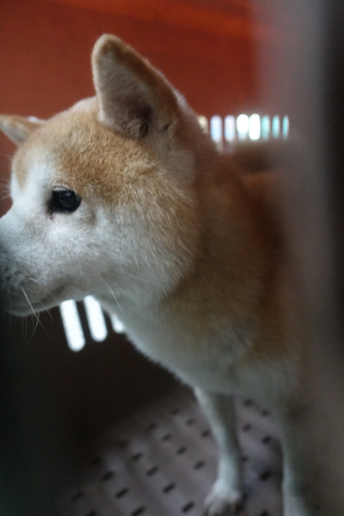 柴犬(オス・成犬・茶)、中型, 施設番号 …0104. 顔のアップです。