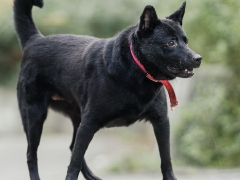 Black adult female mixed-breed dog, Medium, shelter no. …4019. The whole animal.