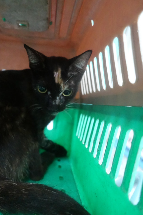 Chat croisé adulte, Grand, refuge n° …1169. Plus près du visage.
