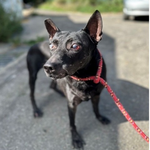 黑色成年母混种犬,中型, 收容编号 …7001. 脸部特写。