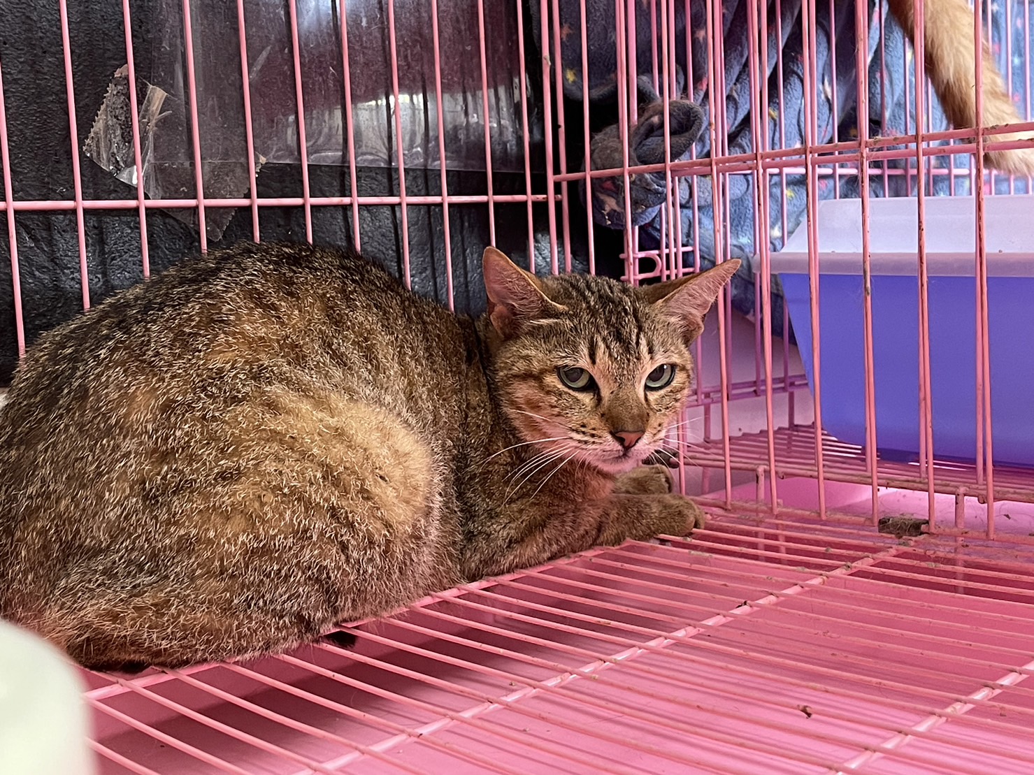 虎斑色成年母混种猫,中型, 收容编号 …1204. 完整的宠物。