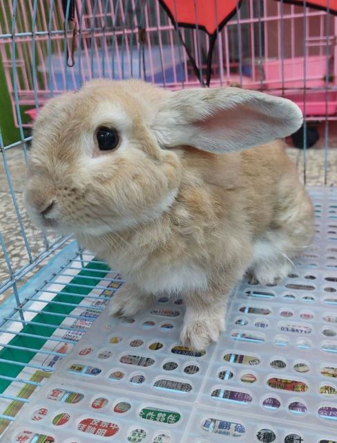 Conejo mestizo adulto (canela), Mediano, refugio n.º …1353