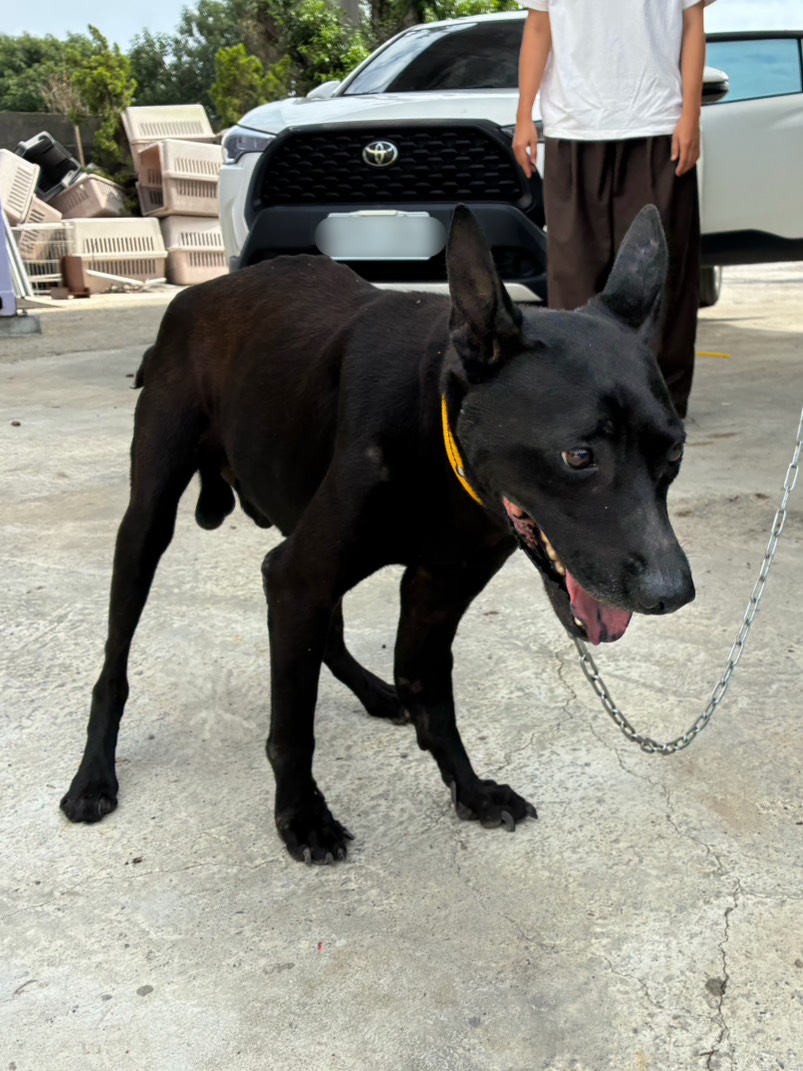 Perro mestizo macho adulto (negro), Mediano, refugio n.º …9010. Más cerca de la cara.