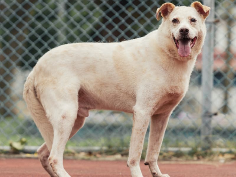 Perro mestizo macho adulto (blanco), Mediano, refugio n.º …1309. Todo el animal.