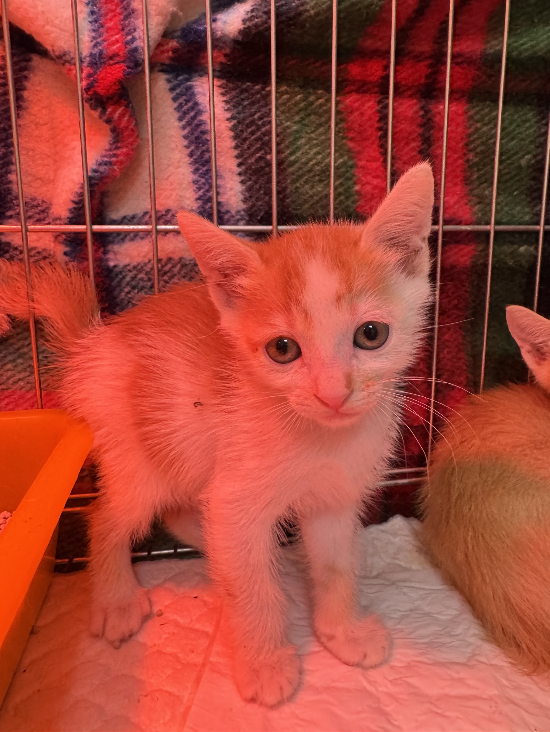 Chat croisé mâle jeune (fauve et blanc), Petit, refuge n° …8002. Plus près du visage.