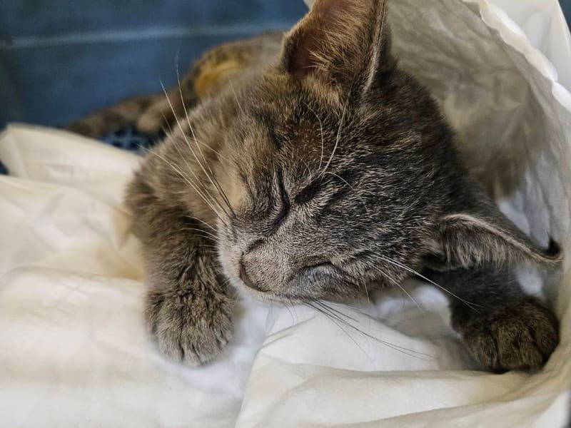 Chatte croisée femelle jeune (gris), Petit, refuge n° …7C05. Plus près du visage.