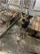 ミックス犬(オス・成犬・黒と茶)、中型, 施設番号 …1003