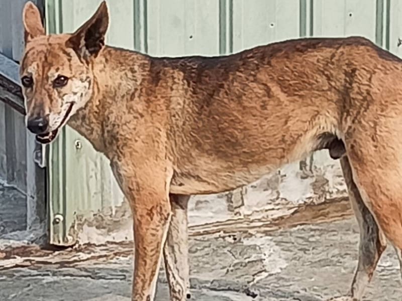 Perro mestizo macho joven (negro y canela), Grande, refugio n.º …057D. Todo el animal.