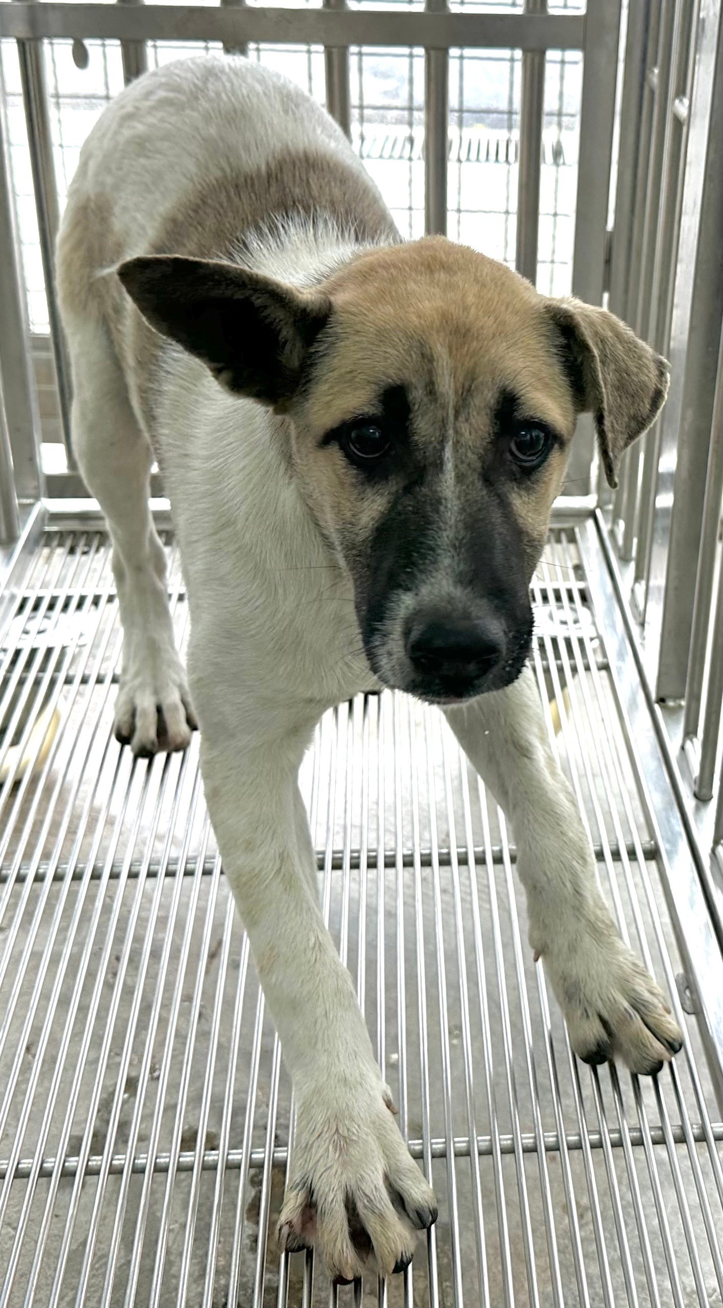 ミックス犬(メス・成犬・こげ茶と白)、中型, 施設番号 …8003. 顔のアップです。