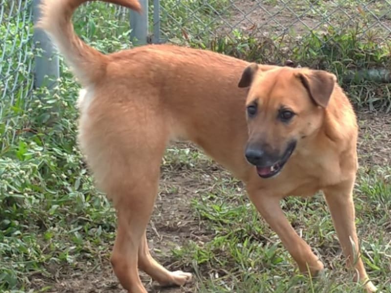 Brown adult female mixed-breed dog, Medium, shelter no. …0201. The whole animal.