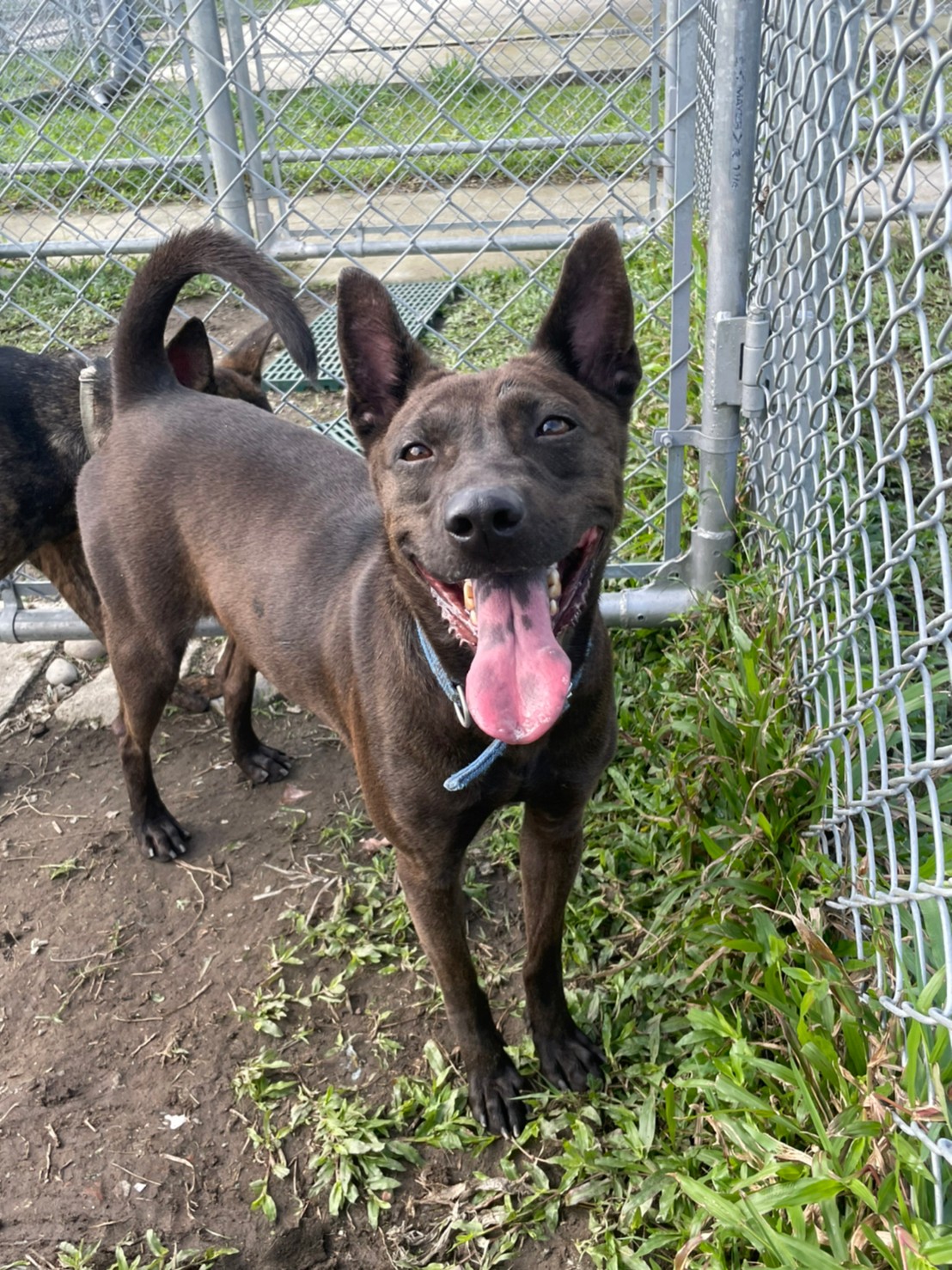 Brown adult female mixed-breed dog, Medium, shelter no. …2915