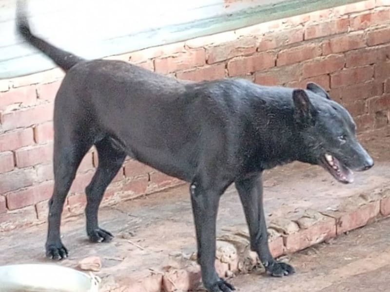 ミックス犬(オス・成犬・黒)、大型, 施設番号 …015D. 全身です。