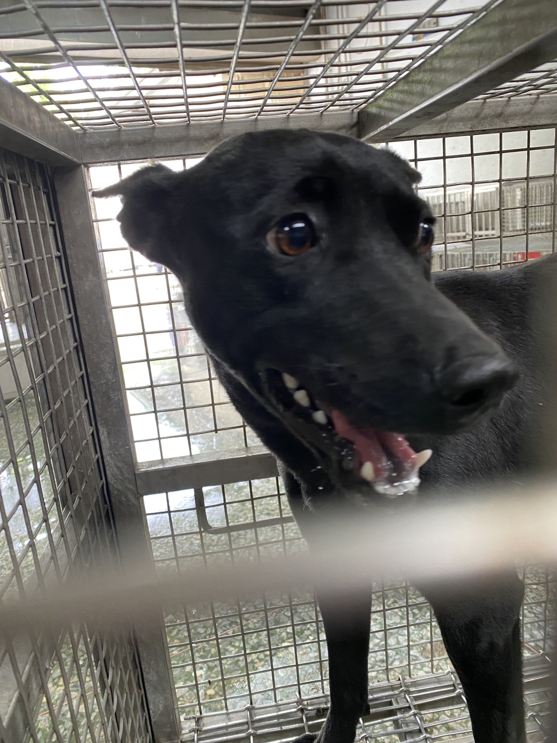 Perra mestiza hembra adulta (negro), Mediano, refugio n.º …6-08. Más cerca de la cara.