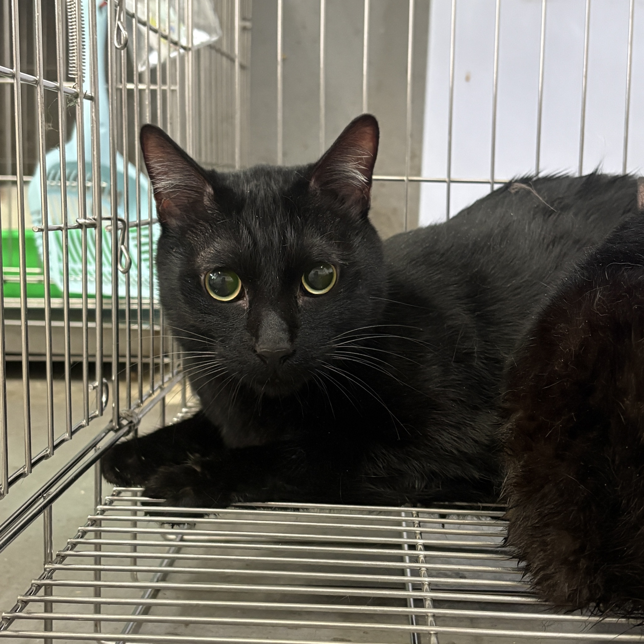 ミックス猫(オス・成猫・黒)、中型, 施設番号 …7001. 全身です。