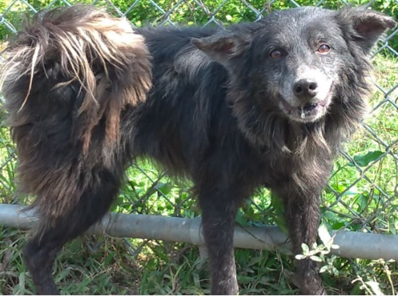 ミックス犬(オス・成犬・黒)、中型, 施設番号 …2015. 全身です。