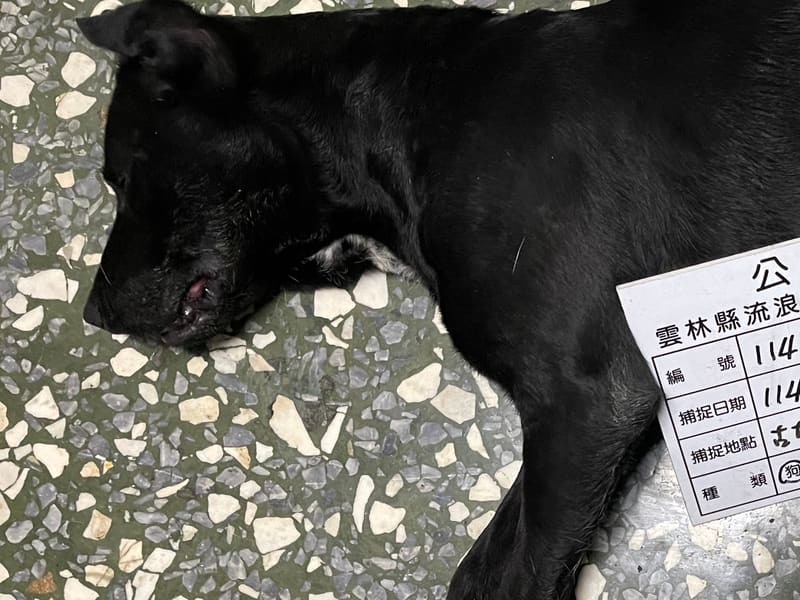 믹스견 (암컷, 성견, 검은색), 대형, 보호소 번호 …023D. 얼굴을 가까이서 본 모습이에요.