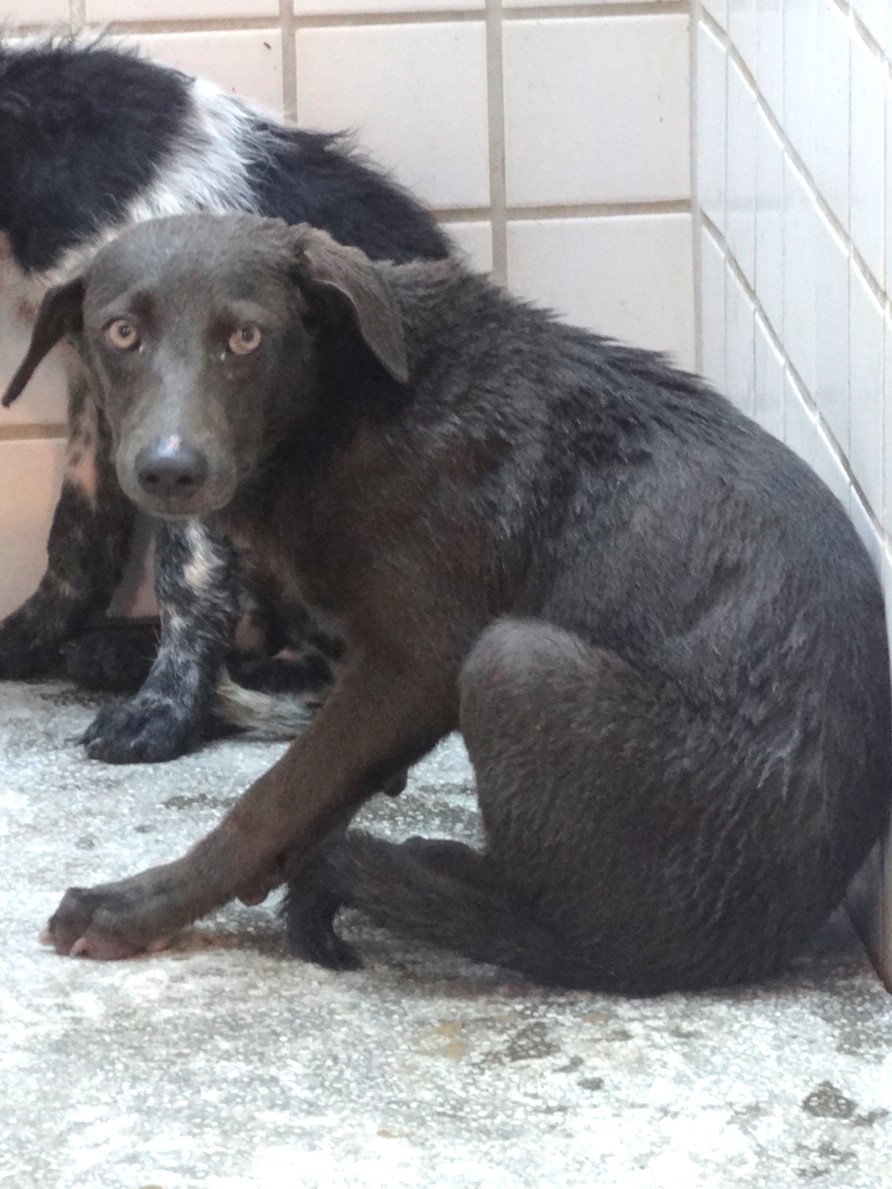Black young male mixed-breed dog, Medium, shelter no. …1487. The whole animal.