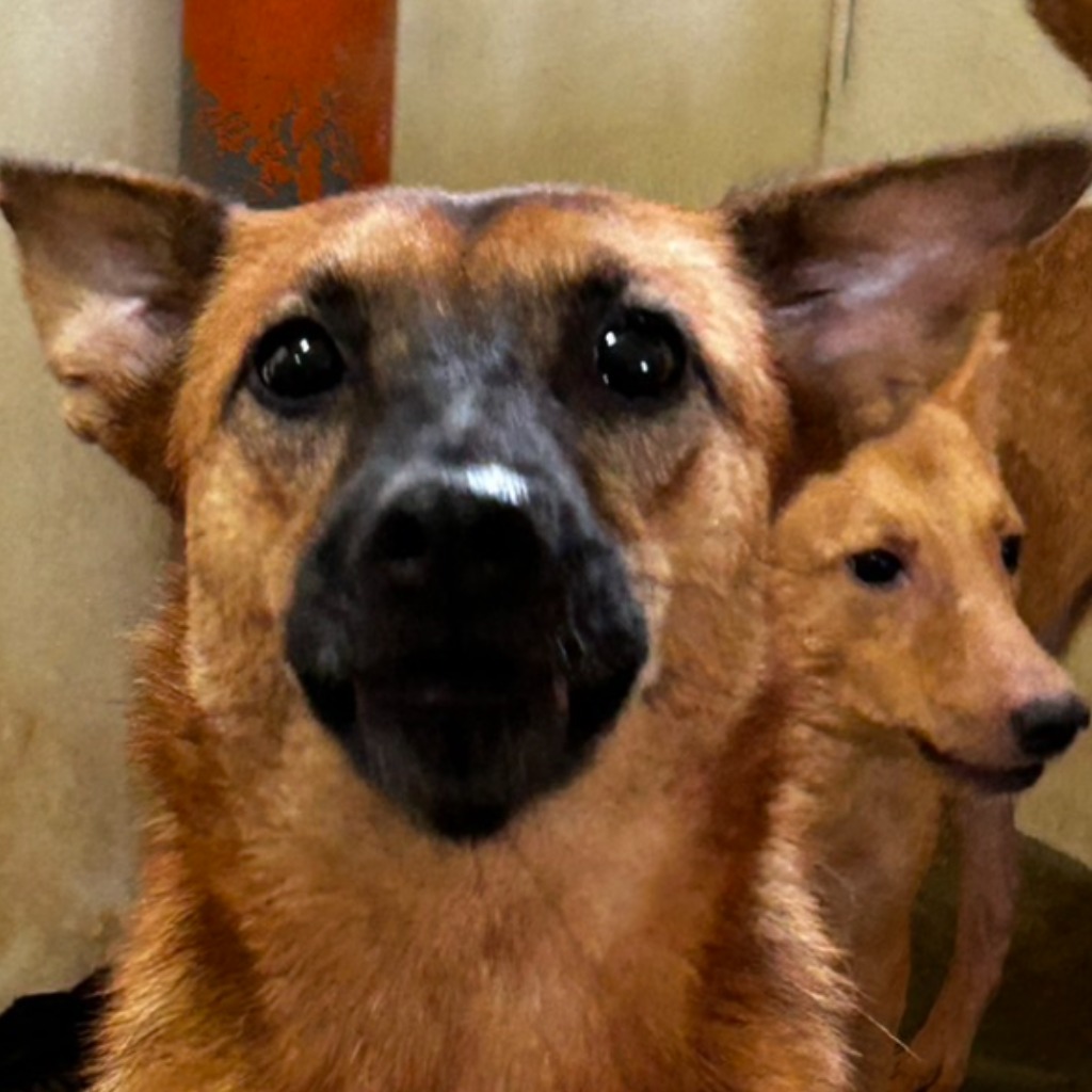 Chienne croisée femelle adulte (fauve), Moyen, refuge n° …7011