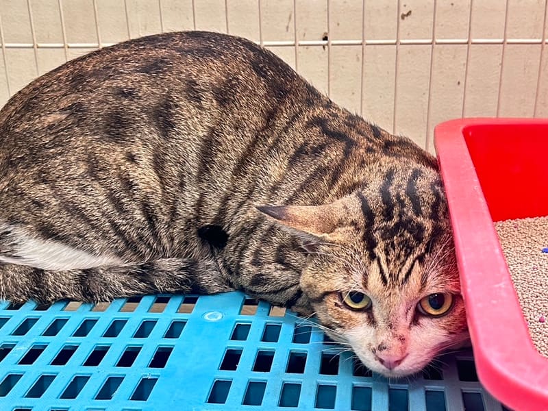 ミックス猫(オス・成猫・トラ)、大型, 施設番号 …1005. 全身です。