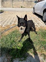 ミックス犬(オス・成犬・黒)、中型, 施設番号 …7D01