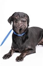 ミックス犬(オス・成犬・黒)、中型, 施設番号 …1502