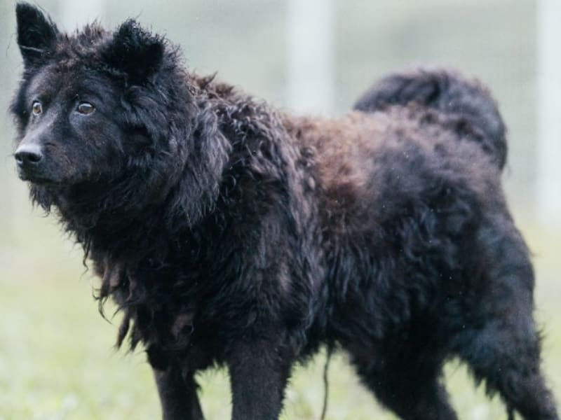 Chien croisé mâle adulte (noir), Moyen, refuge n° …1001. Tout l'animal.