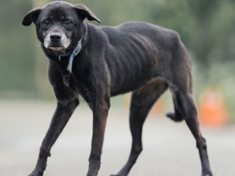 Black adult female mixed-breed dog, Medium, shelter no. …2601. The whole animal.