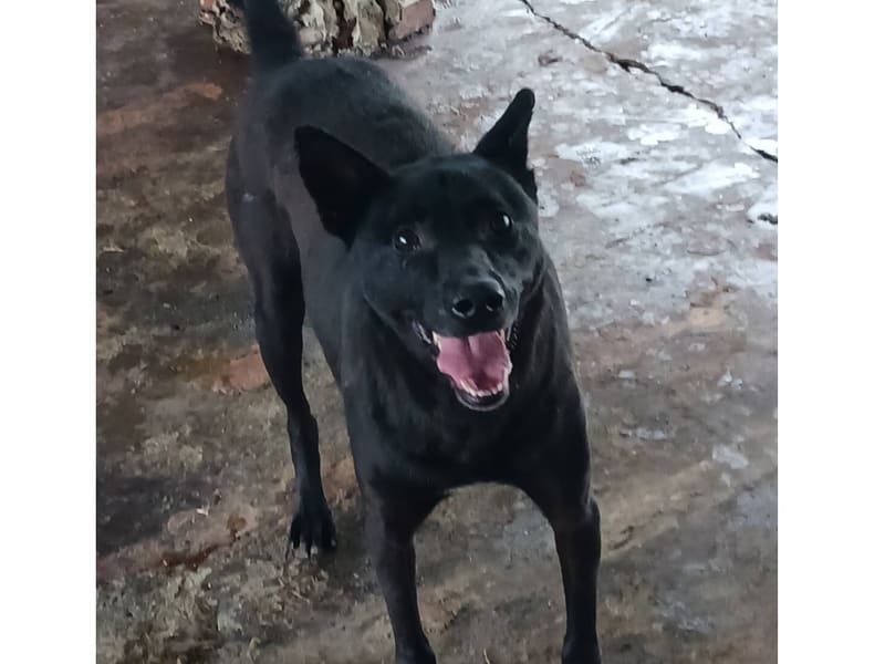 ミックス犬(オス・成犬・黒)、大型, 施設番号 …054D. 全身です。
