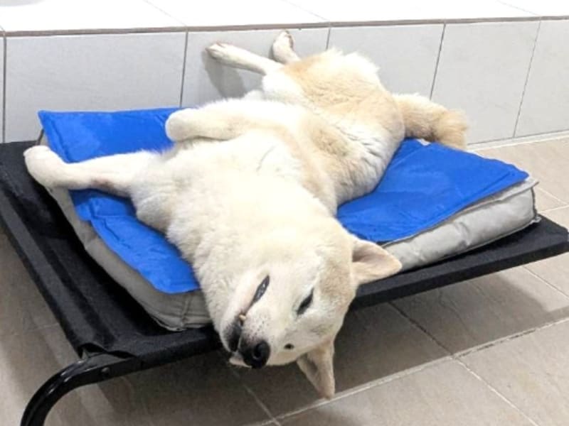 Shiba Inu (Đực, Trưởng thành, vàng và trắng), Vừa, số trại …6001. Toàn thân.