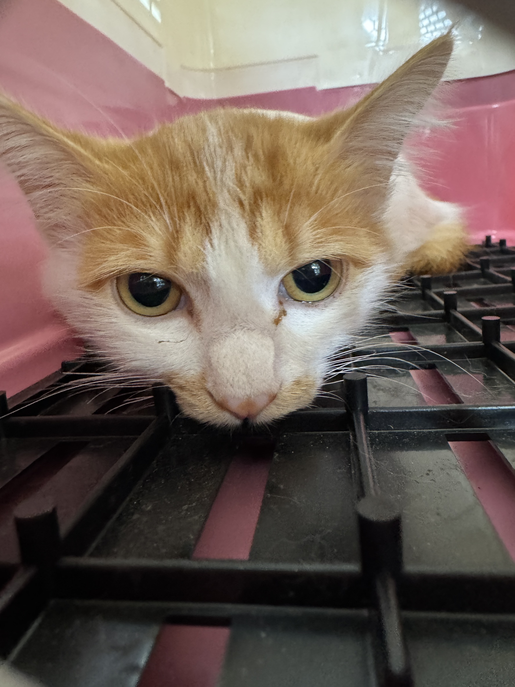 Orange-and-white young female mixed-breed cat, Large, shelter no. …6006. Closer on the face.