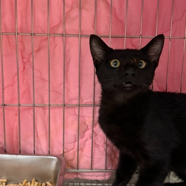 Black adult mixed-breed cat, Medium, shelter no. …8001. The whole animal.