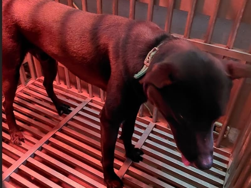 Perro mestizo macho adulto (negro), Mediano, refugio n.º …5001. Todo el animal.
