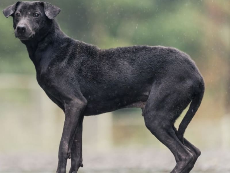 Perro mestizo macho adulto (negro), Mediano, refugio n.º …7001. Todo el animal.