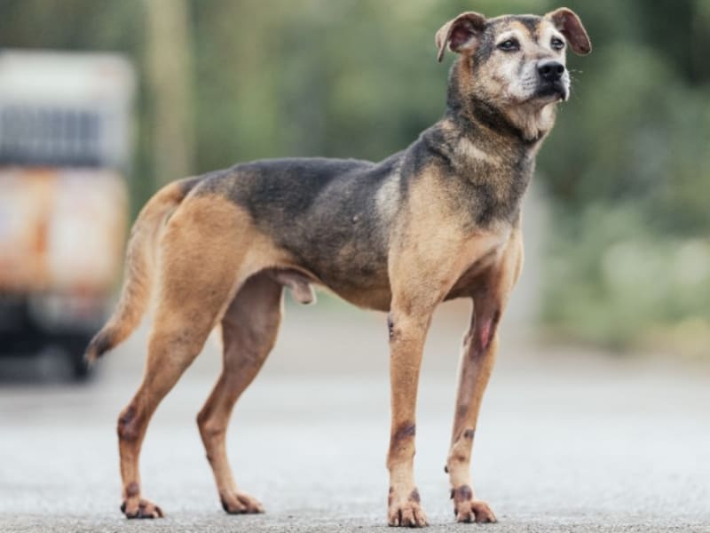 Black-and-tan adult male mixed-breed dog, Medium, shelter no. …1112. The whole animal.