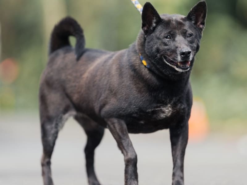 Black adult female mixed-breed dog, Medium, shelter no. …0502