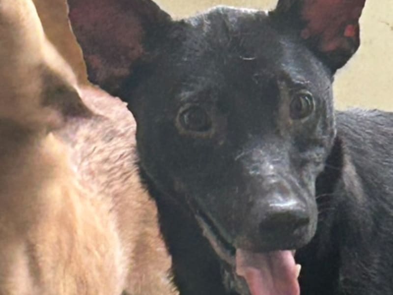 Perro mestizo macho adulto (negro), Grande, refugio n.º …8011. Más cerca de la cara.
