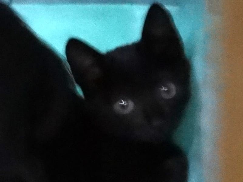 Pusang halo ang lahi (Bata, itim), Maliit, blg. ng shelter …1685