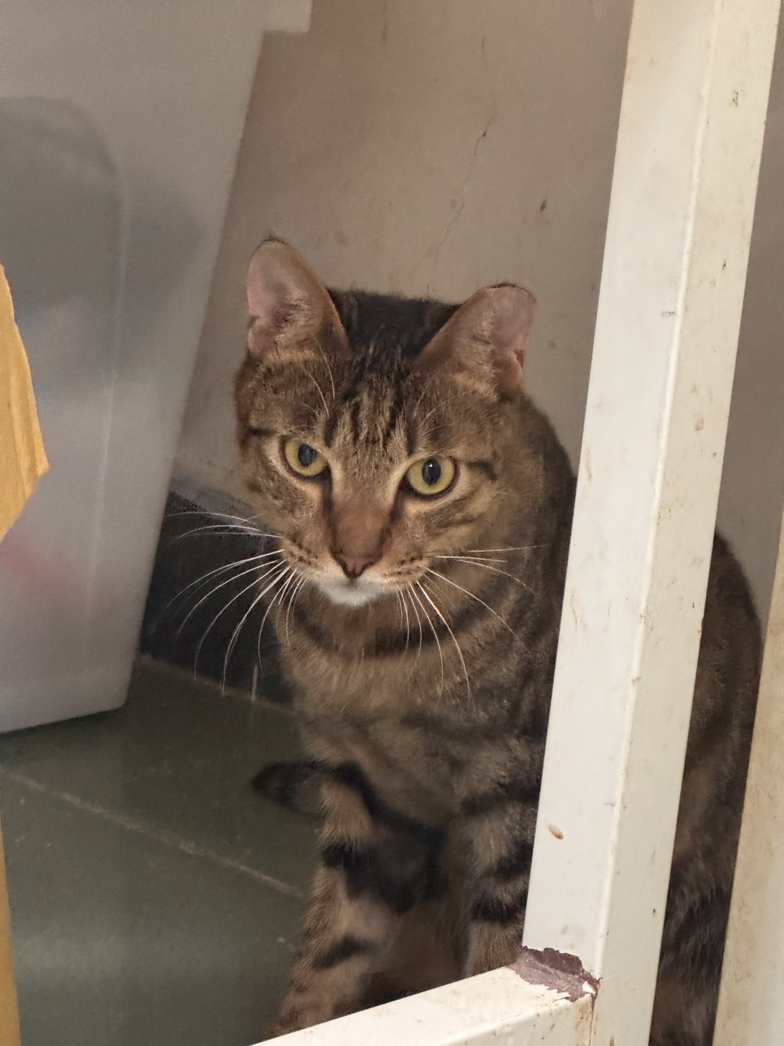 Gato mestizo macho adulto (atigrado), Mediano, refugio n.º …0-03