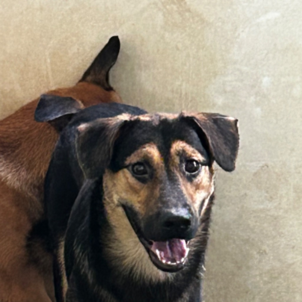 ミックス犬(オス・若い・黒と茶)、中型, 施設番号 …3011